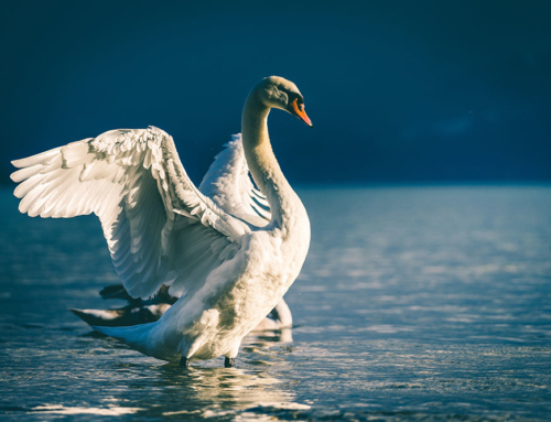 The Flight of the Supreme Swan (Lakshmi)